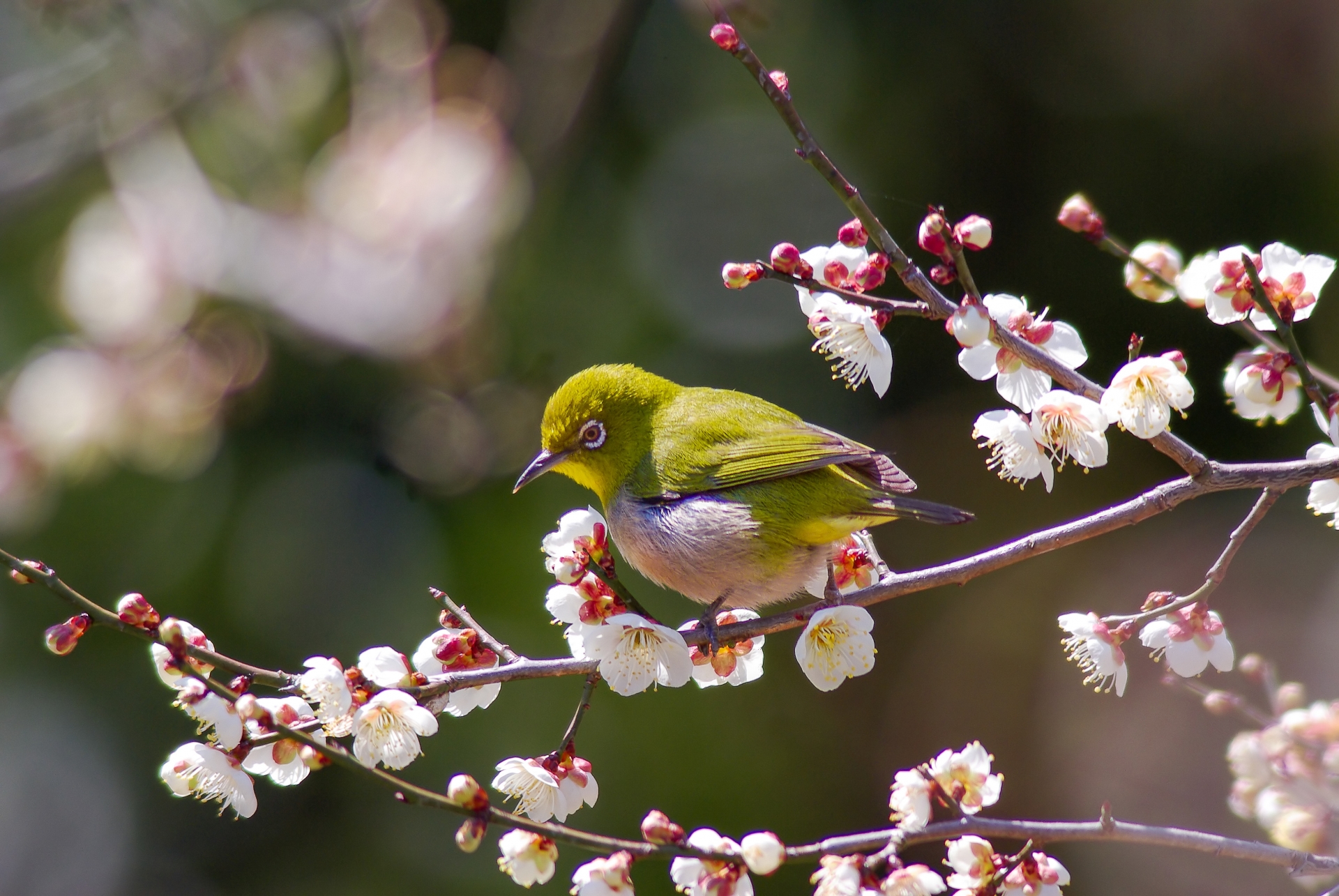 自然の中の小鳥